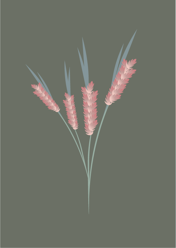 pink wheat